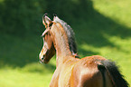 foal