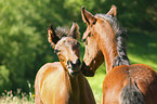 foals