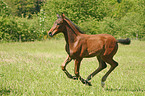 galloping foal