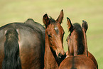 horses