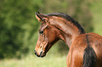foal