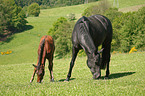 horses