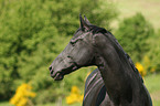 horse