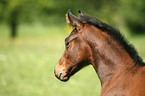 foal