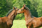 horse foals