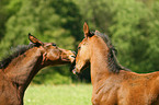 horse foals
