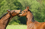 horse foals
