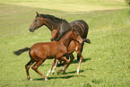 horses