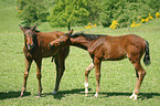 horse foals