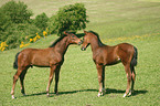 horse foals