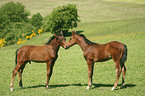 horse foals