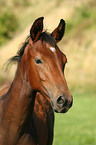 horse foal