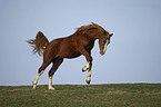 galloping warmblood