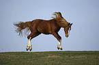 galloping warmblood