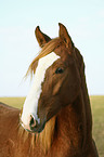 warmblood portrait