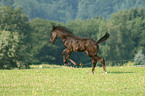 warmblood foal