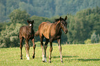 warmblood foals