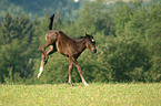 warmblood foal