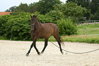 warmblood