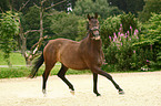 warmblood