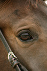 warmblood eye