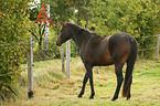 warmblood
