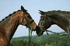 warmbloods