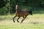 galloping warmblood
