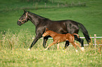 warmbloods
