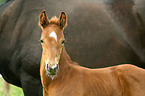 warmblood foal