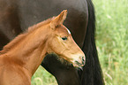 warmblood foal