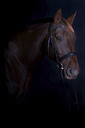 Rhenish Warmblood portrait
