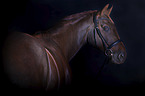 Rhenish Warmblood portrait