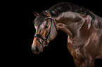 Rhenish Warmblood Portrait