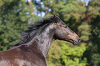 Rhinelander Portrait