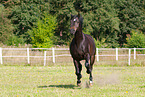 galloping Rhinelander