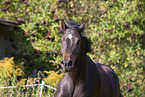 Rhinelander Portrait
