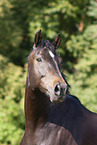 Rhinelander Portrait