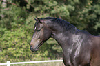 Rhinelander Portrait