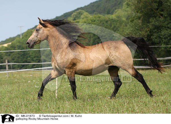 galoppierendes Rocky Mountain Horse / galloping Rocky Mountain Horse / MK-01873