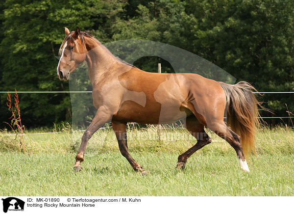 trabendes Rocky Mountain Horse / trotting Rocky Mountain Horse / MK-01890