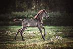 Rocky Mountain Horse foal