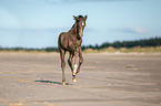 Rocky Mountain Horse foal