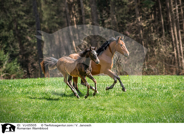 Romanian Warmblood / VJ-05505
