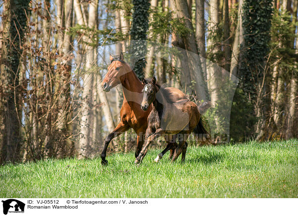 Romanian Warmblood / VJ-05512