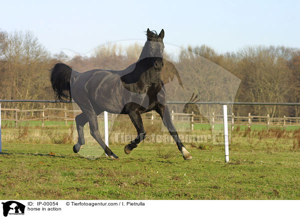 Sachsen Anhaltiner in Bewegung / horse in action / IP-00054