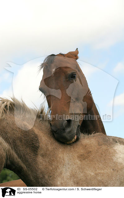 aggressives Pferd / aggressive horse / SS-05502