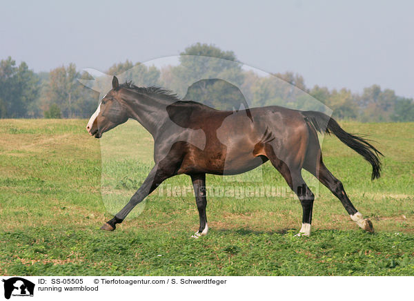 running warmblood / SS-05505