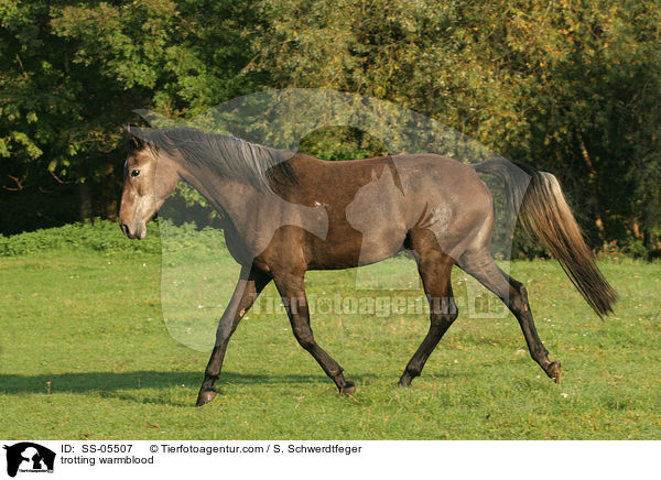 trotting warmblood / SS-05507
