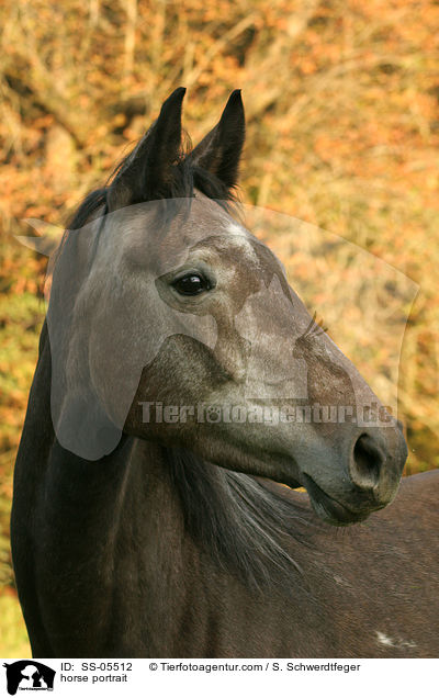 horse portrait / SS-05512